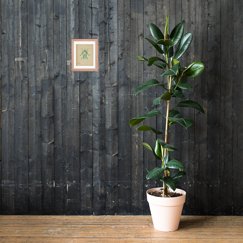 Grass Beetle Print by Lauren LeMatty | Stunning Botanical Illustration Framed Poster